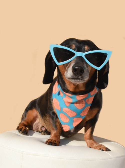 Gafas de sol para perros