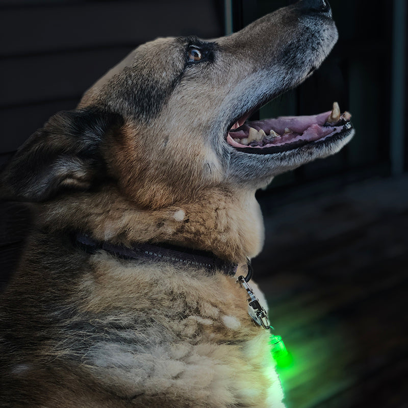 Pet Blinkers™ Flashing LED Pet Safety Light - Large Breed 20 PC